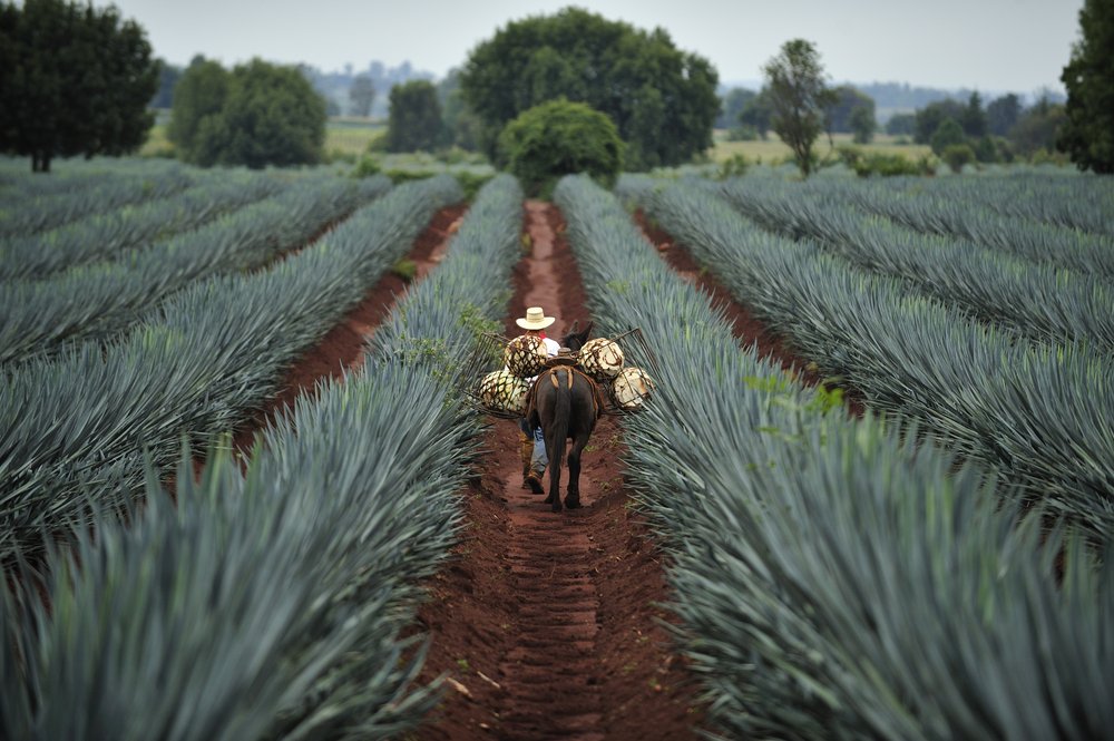 A tequila farm in Mexico