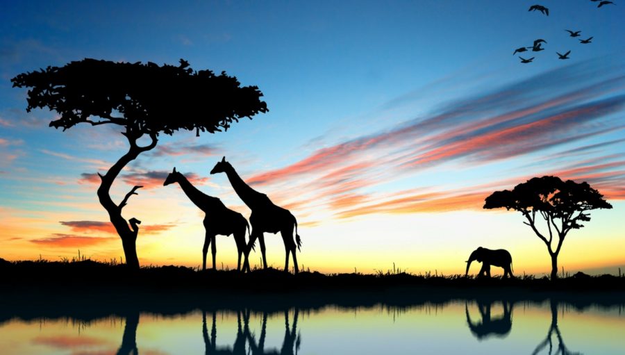 Amazing Vacations for Wildlife Lovers