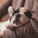 Pamper Your Pet- Four Must-Haves for Your Canine Companion