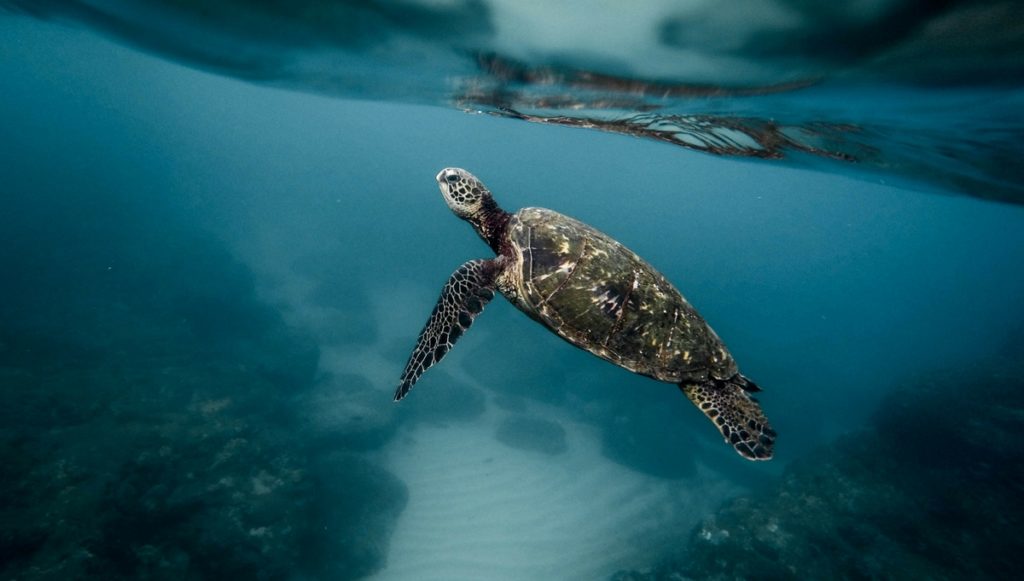 Four Companies That Are Helping Our Oceans