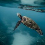 Four Companies That Are Helping Our Oceans