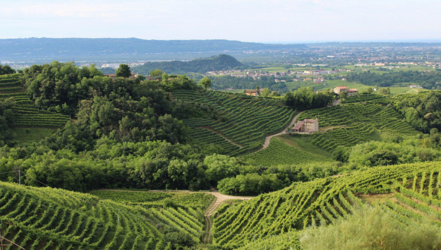 Sample The Finest Wines at These Wine Destinations in Italy