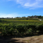 The Best Wines and Wineries in Australia