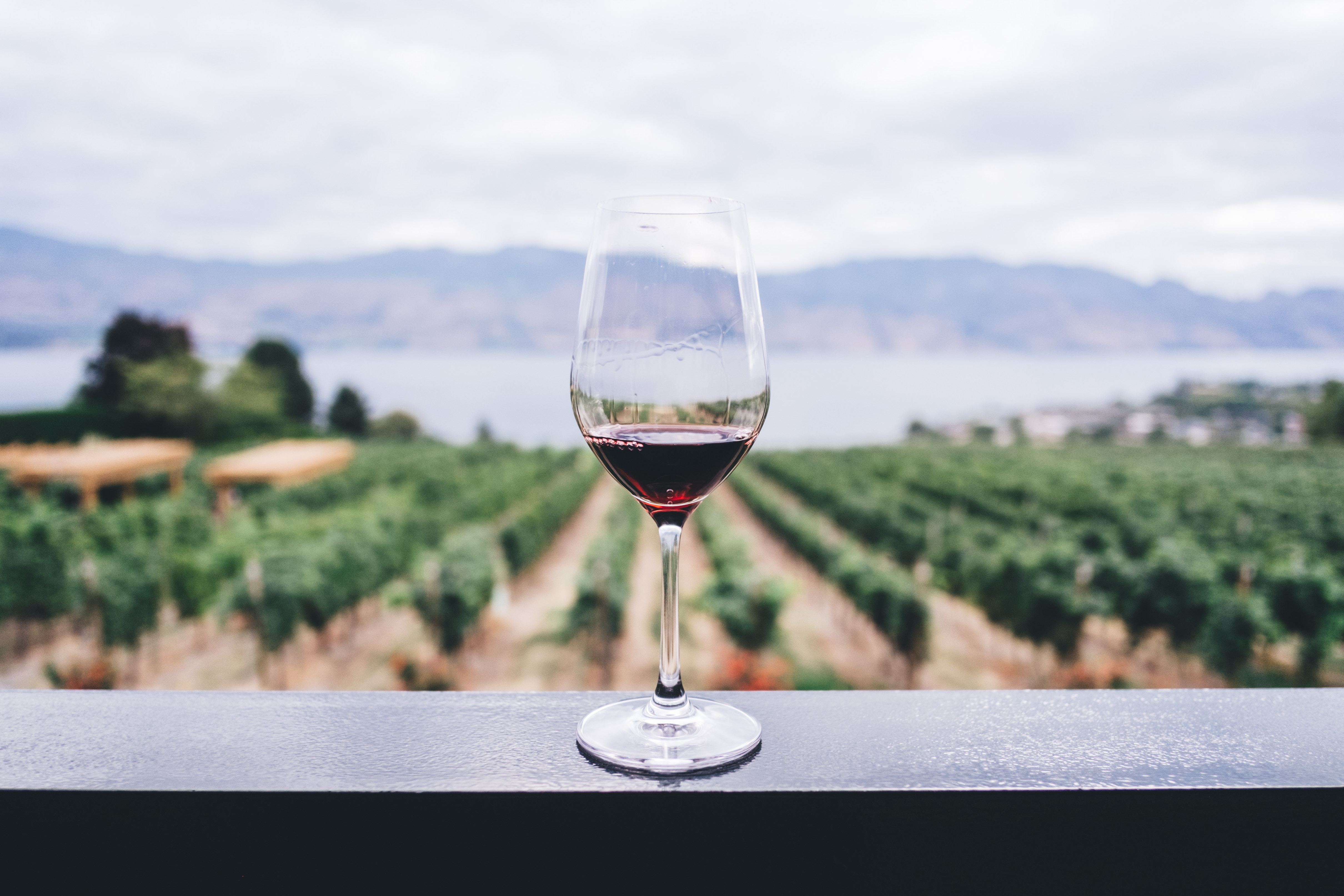 Eco-Friendly Wines to Try