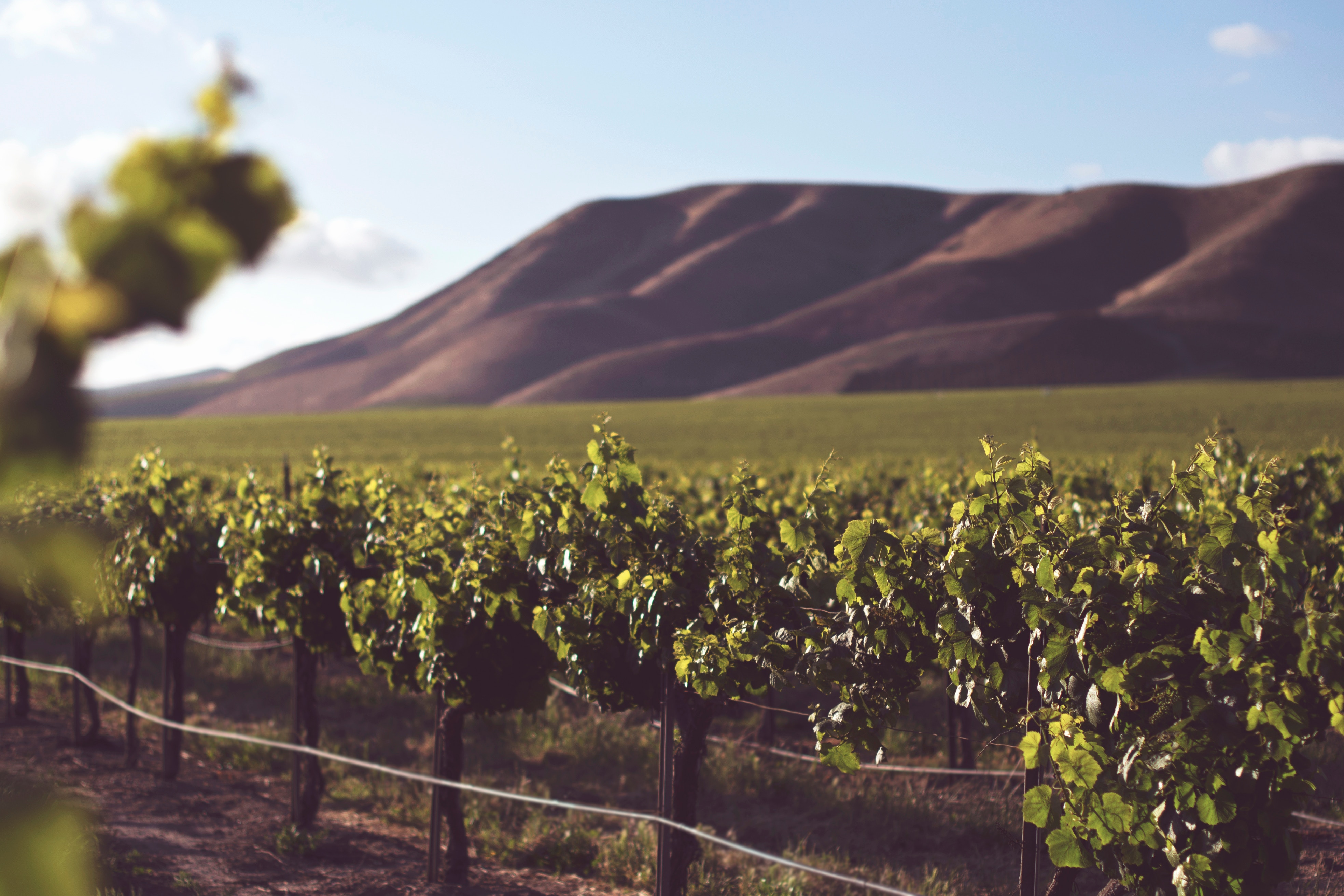 Understanding the Vocabulary of Eco-Friendly Wines