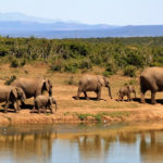 Experience an Amazing African Safari